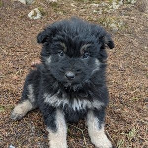 Meet your Posher, Ayesha